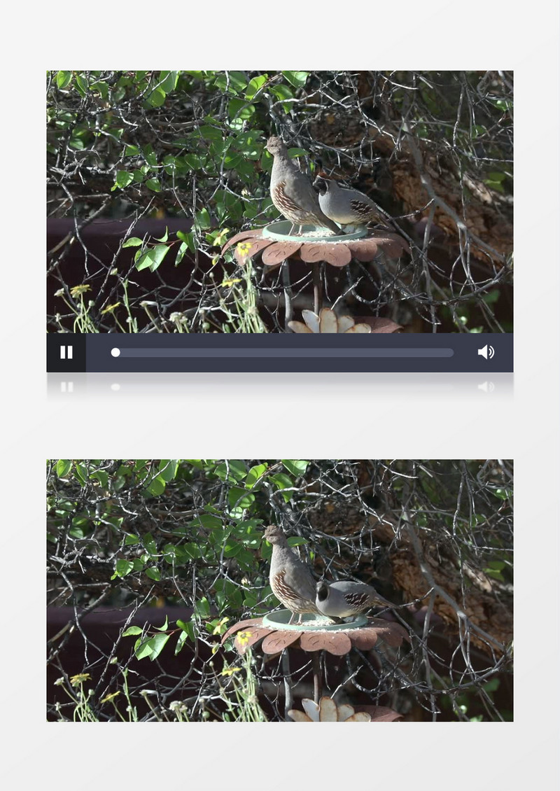 两只鸟在树枝上的盘中觅食实拍视频素材