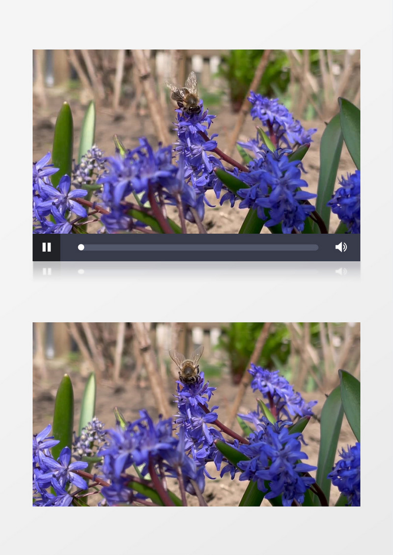 小蜜蜂在紫色花朵上采蜜实拍视频素材
