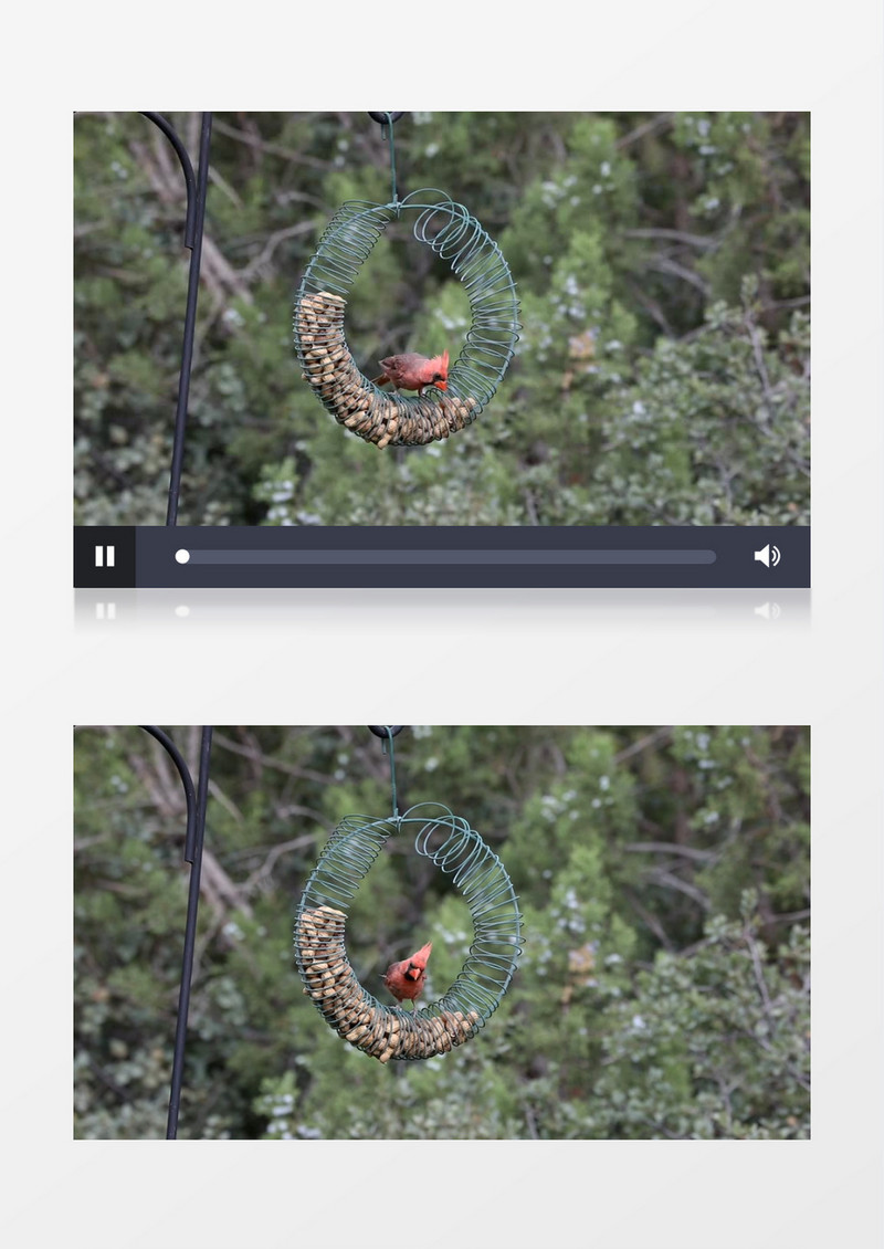 一只主红雀在投食器上觅食实拍视频素材