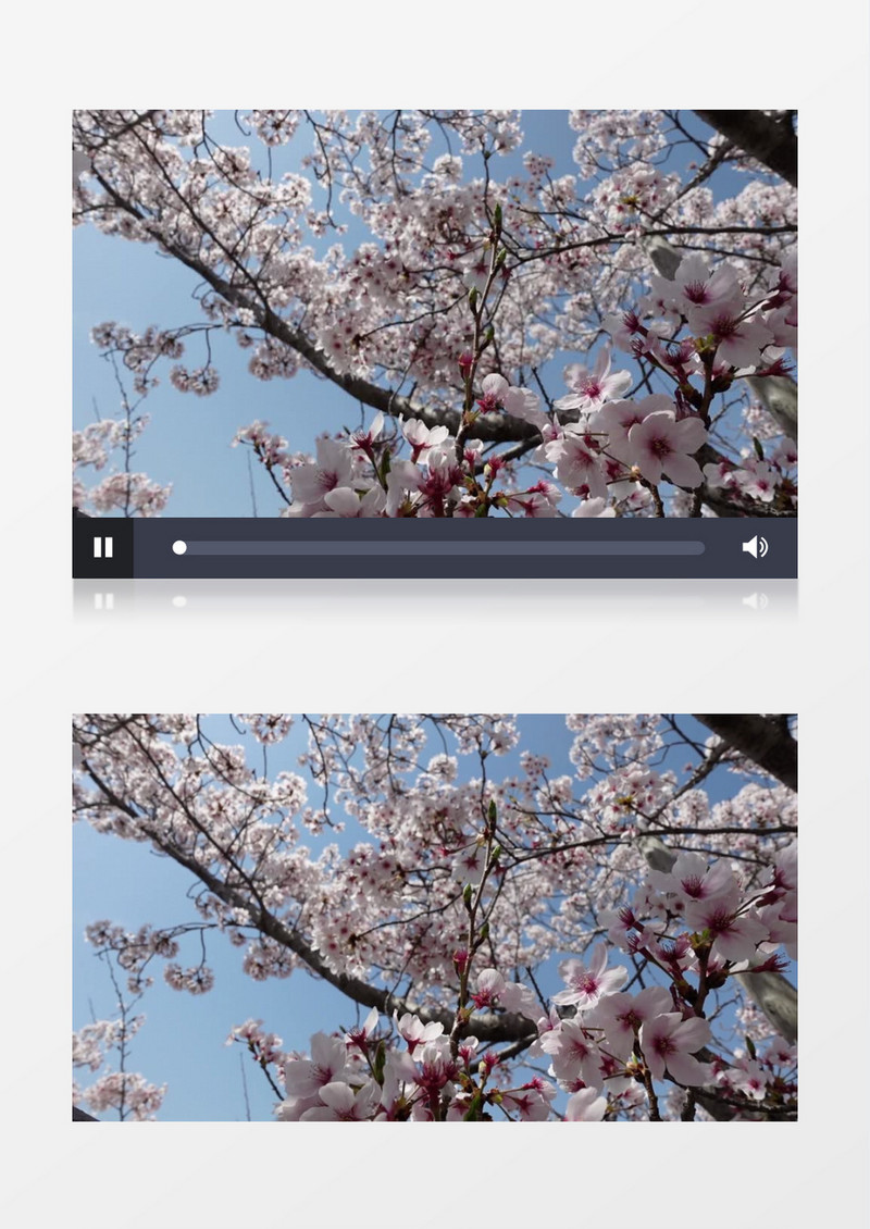 绽放的樱花在风中晃动实拍视频素材