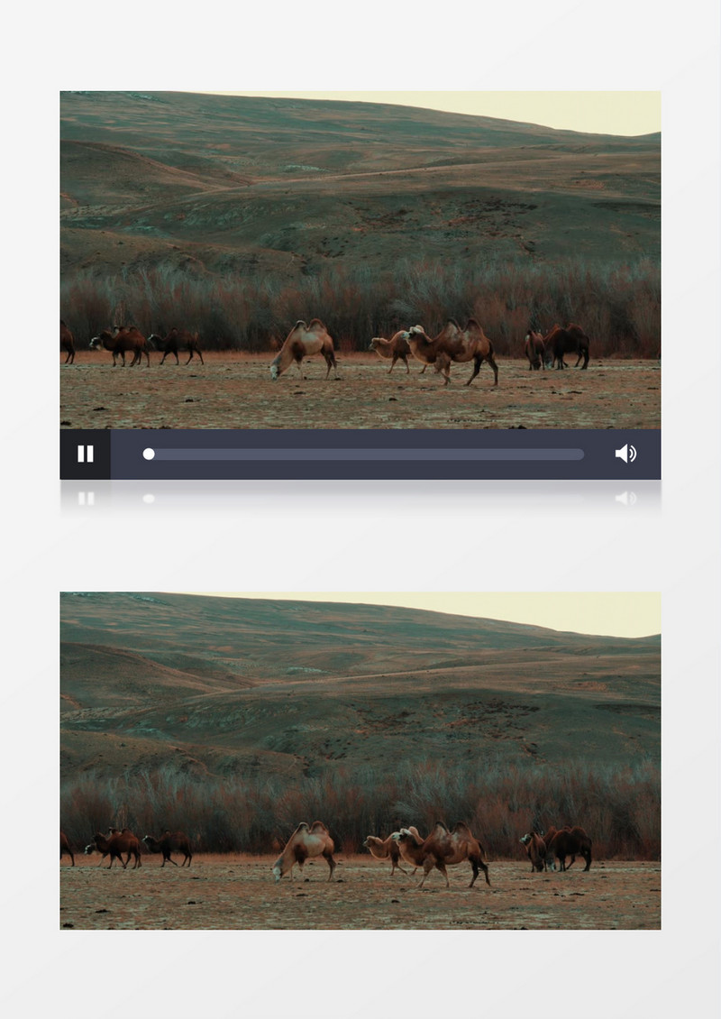 一群骆驼在草地上觅食实拍视频素材