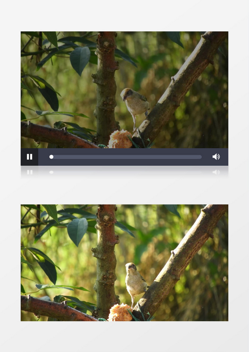 一只小鸟在吃树杈上的食物实拍视频素材