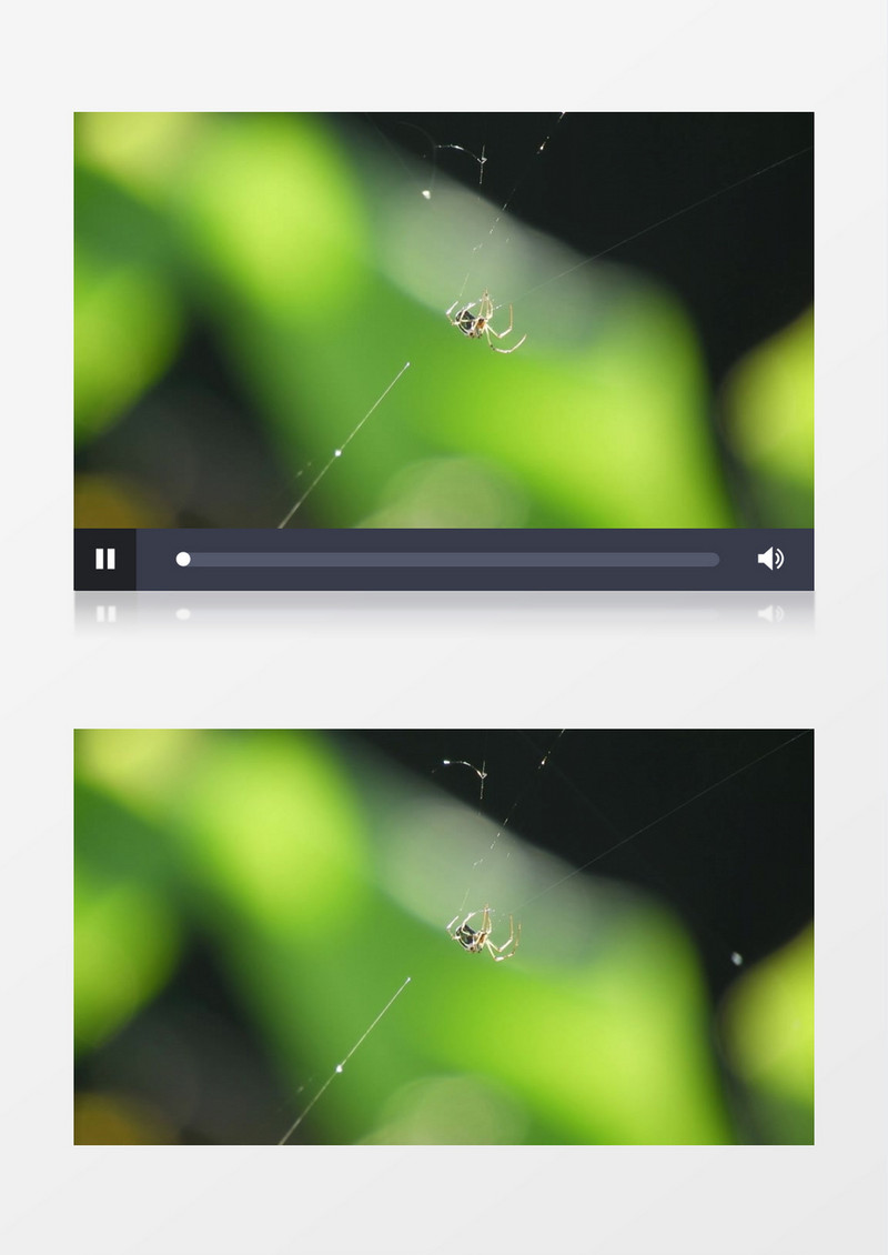 一只蜘蛛在吐丝张网实拍视频素材