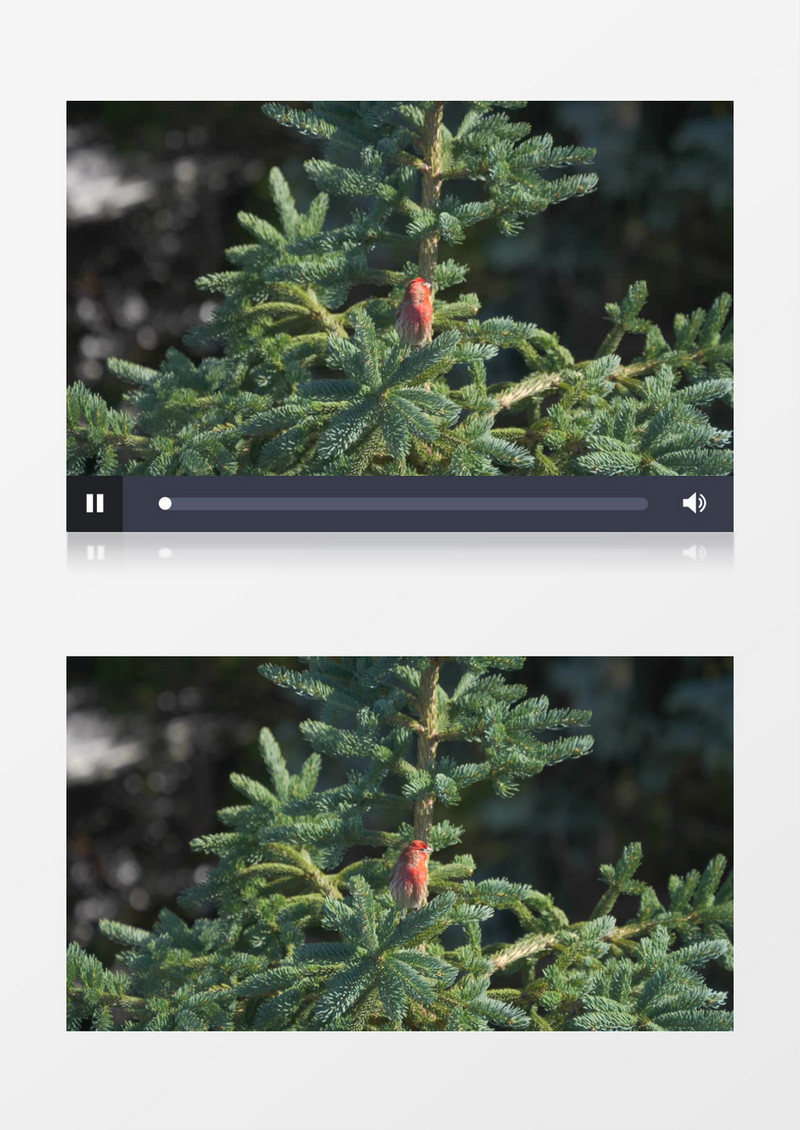 一只大朱雀在树枝上四处张望实拍视频素材
