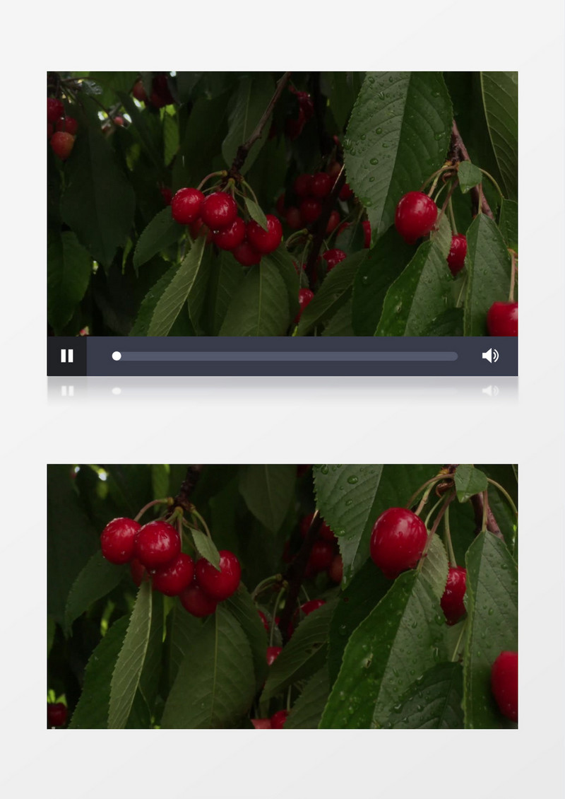 雨后红艳的樱桃实拍视频素材