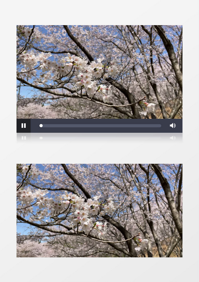 绽放的樱花在随风飘动实拍视频素材