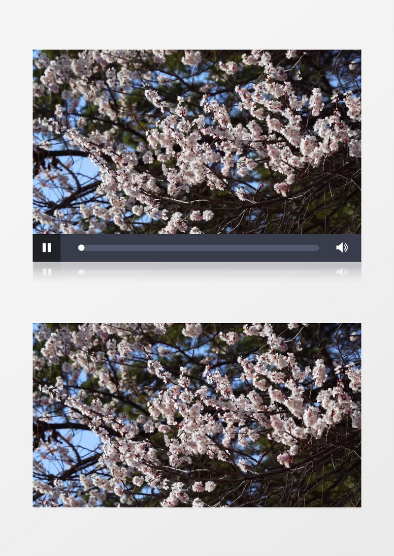 绽放的樱花花簇在随风晃动实拍视频素材