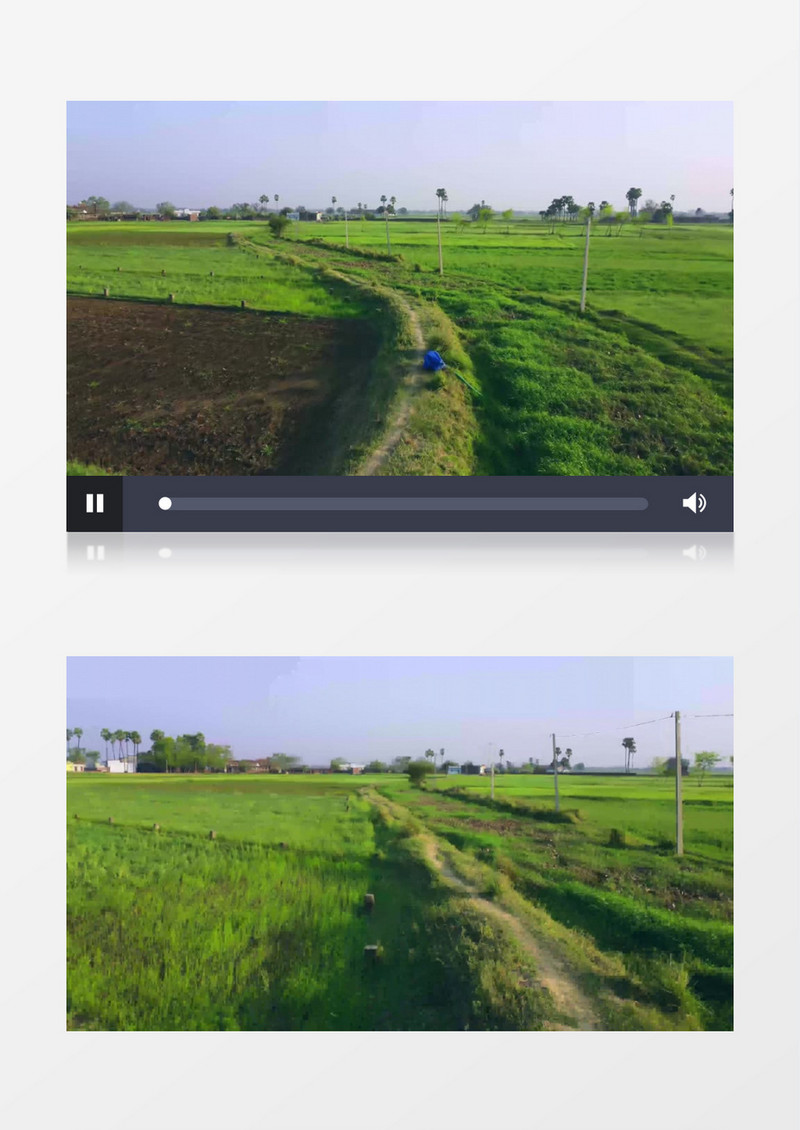 田间种植的农作物实拍视频素材