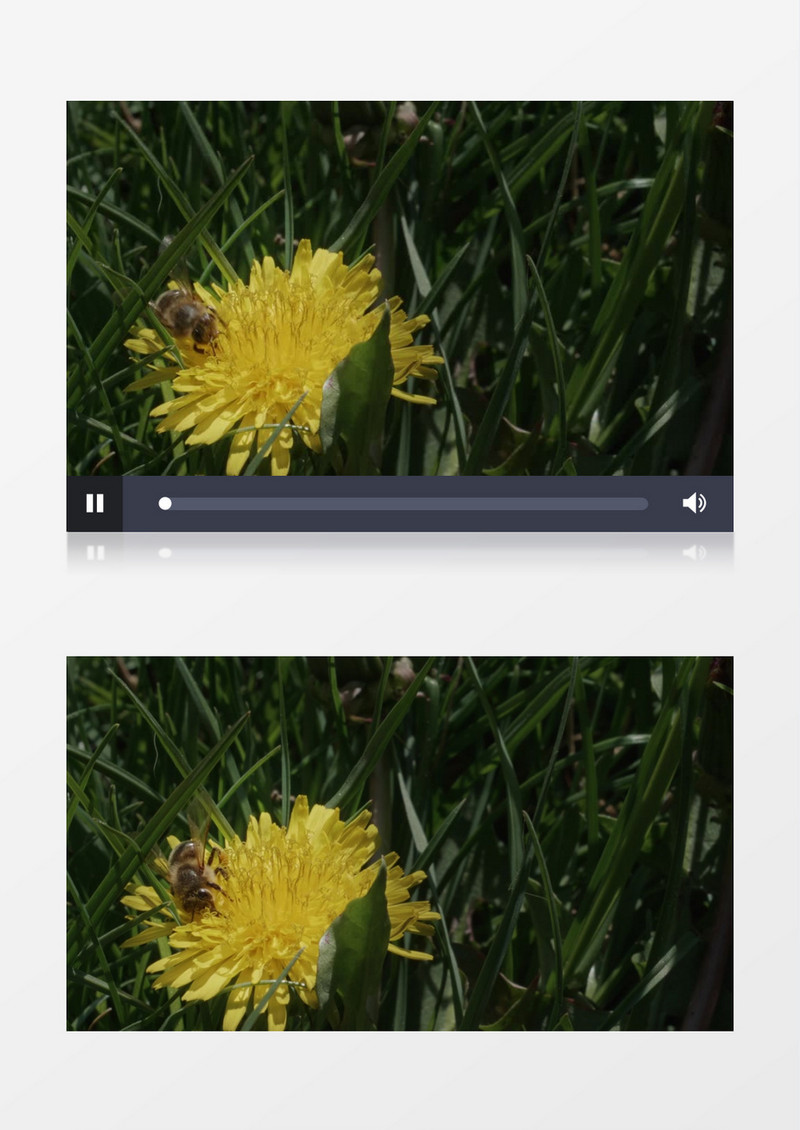 小蜜蜂在菊花上采蜜实拍视频素材