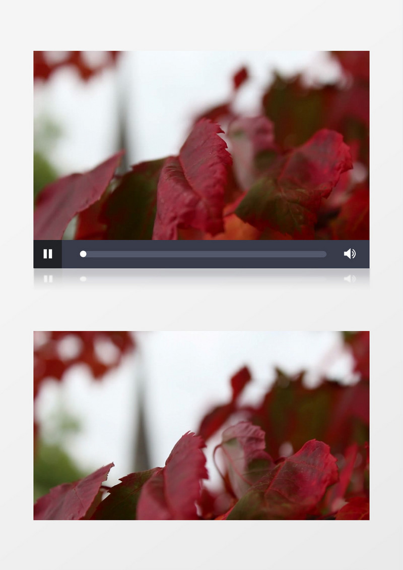 红色的枫叶在随风晃动实拍视频素材