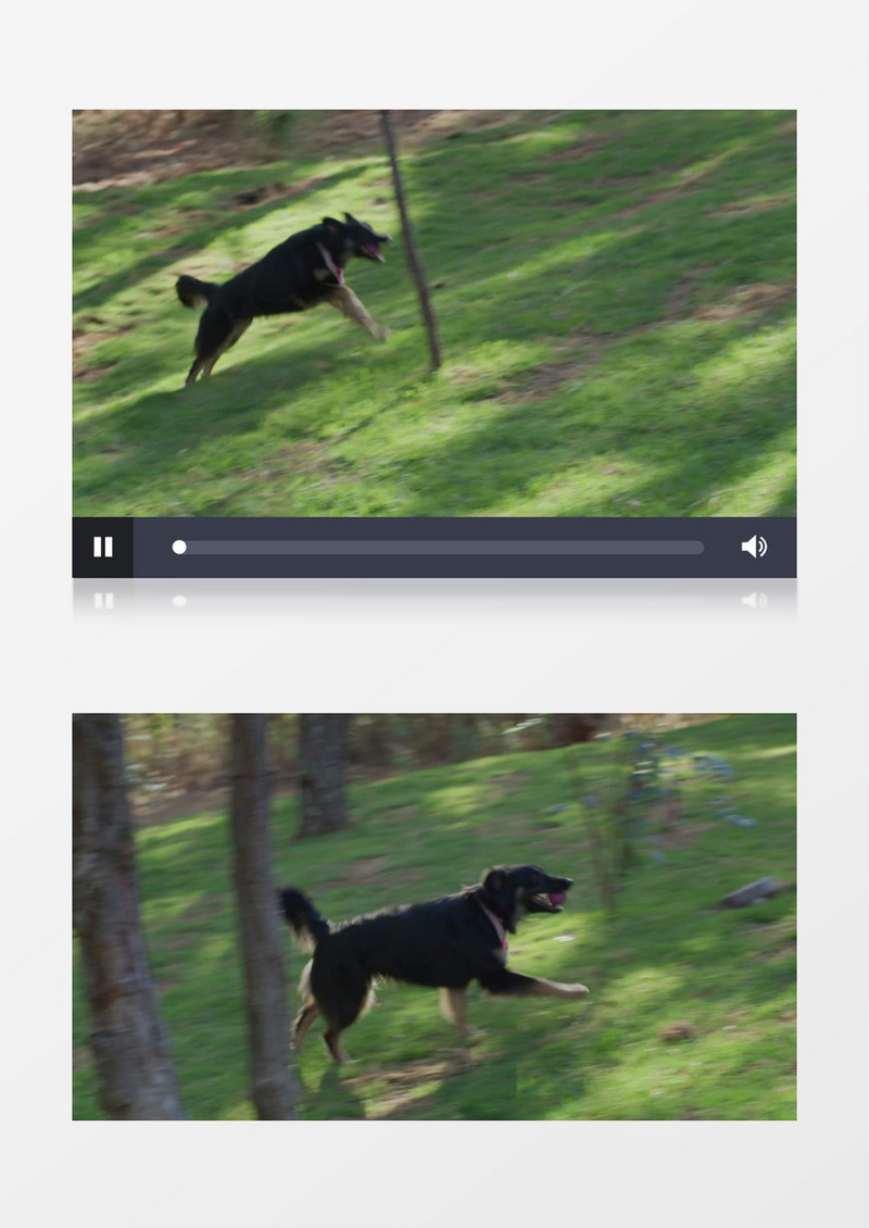 女人和狗狗在玩抛球游戏实拍视频素材