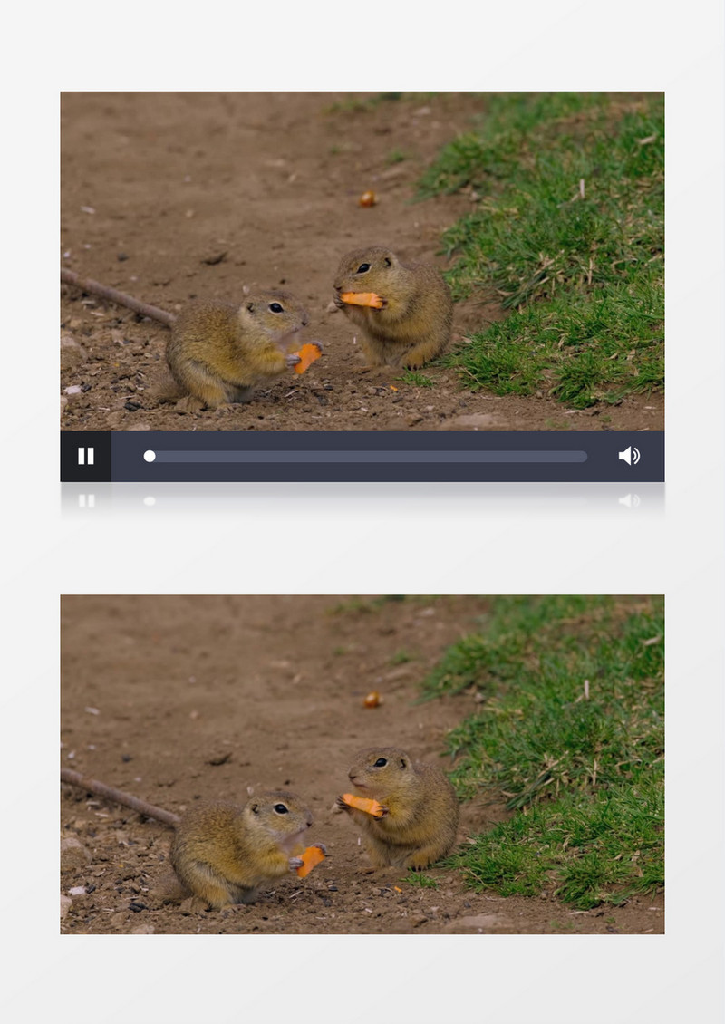 两只小松鼠在吃胡萝卜实拍视频素材