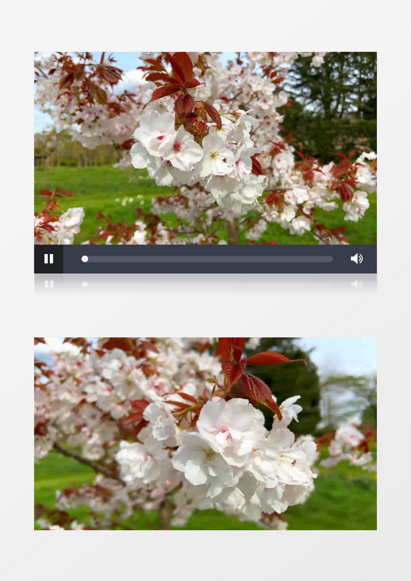 一簇簇樱桃花在阳光下绽放实拍视频素材