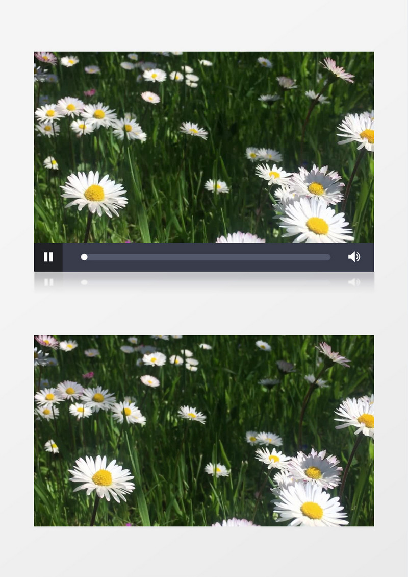一片白雏菊在随风晃动实拍视频素材