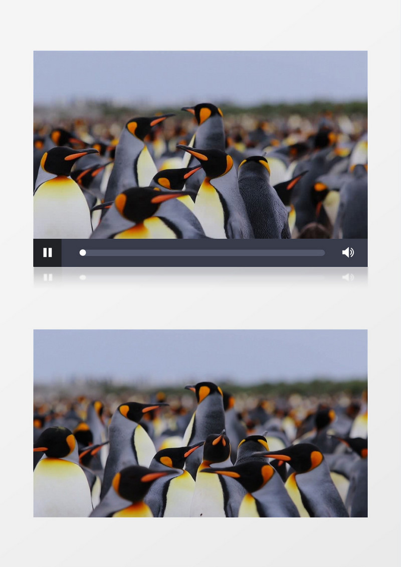 一群帝王企鹅在聚集实拍视频素材