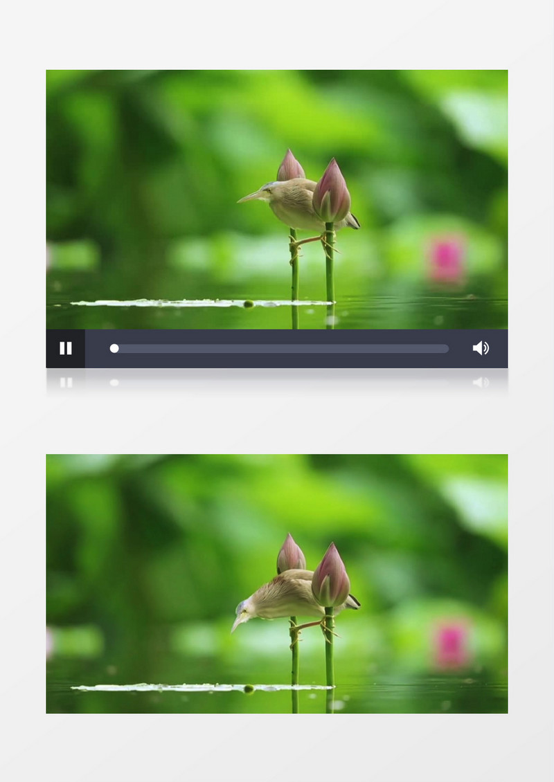 一只黄苇鳽站在荷花上在水中觅食实拍视频素材