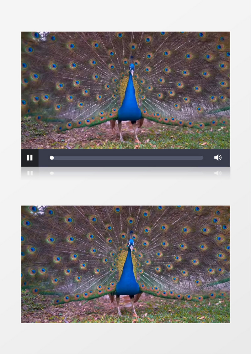一只孔雀在开屏实拍视频素材