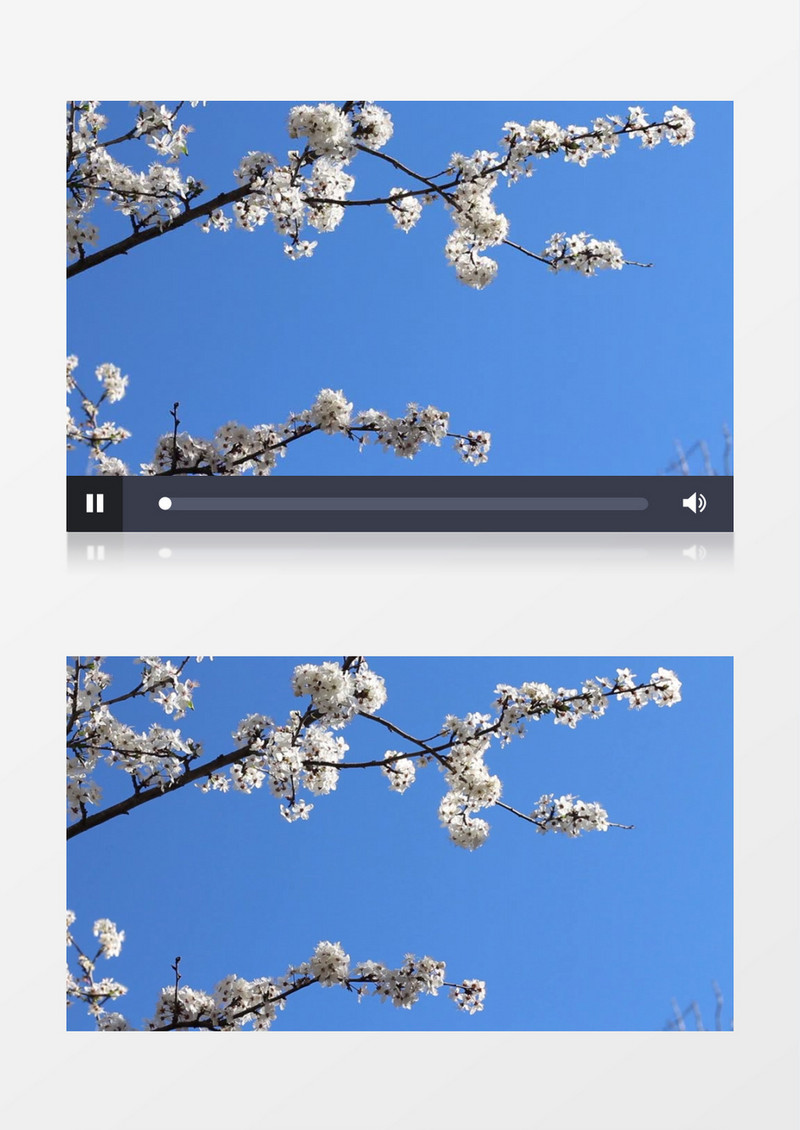 绽放的樱花花簇在风中晃动实拍视频素材