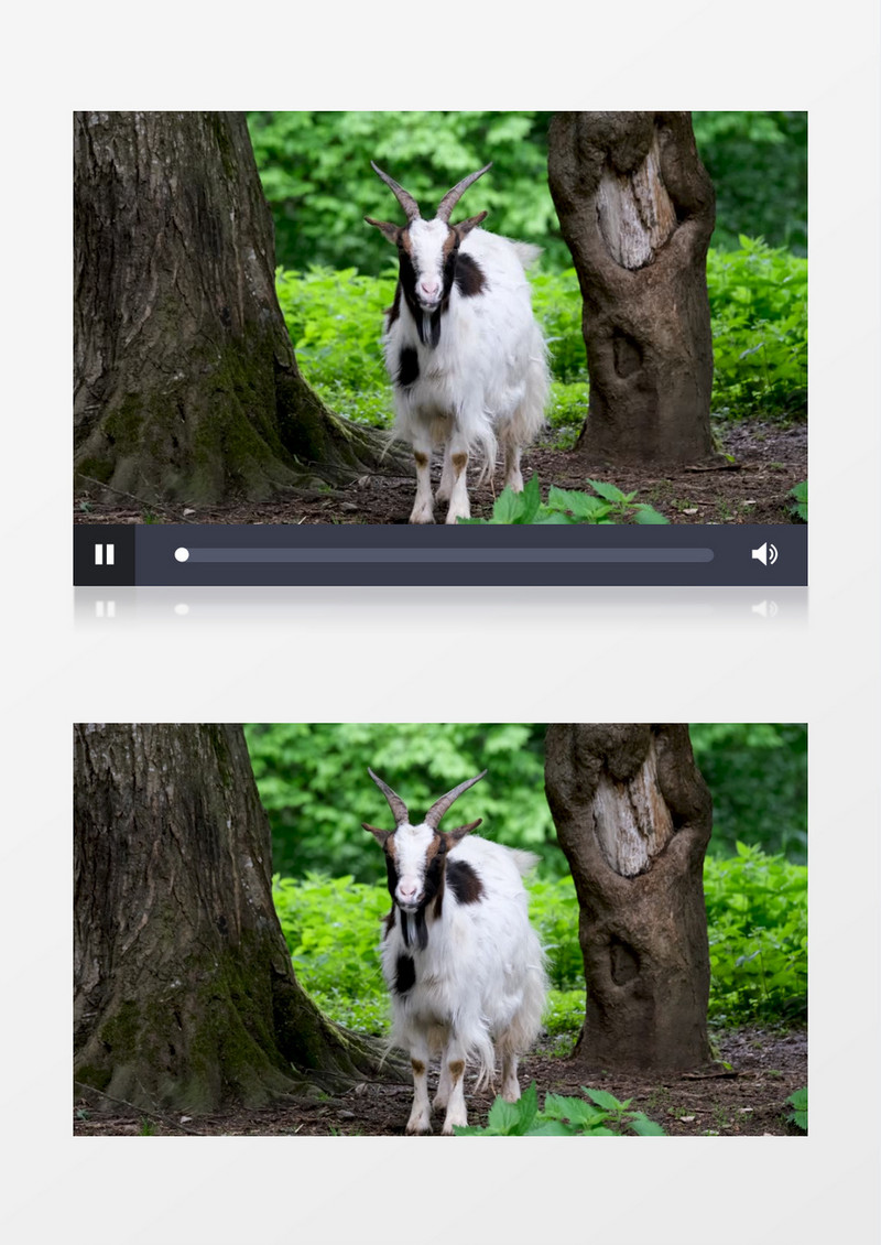 一只山羊在树林中觅食实拍视频素材