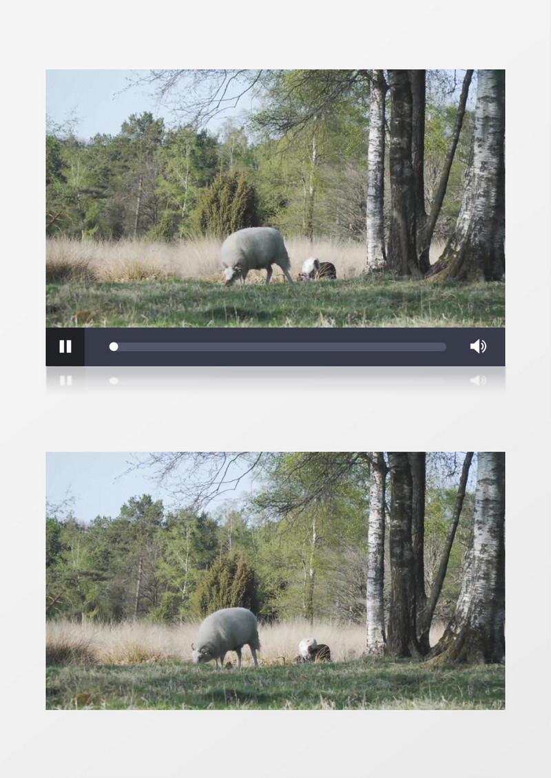 一只山羊领着两只小羊吃草实拍视频素材