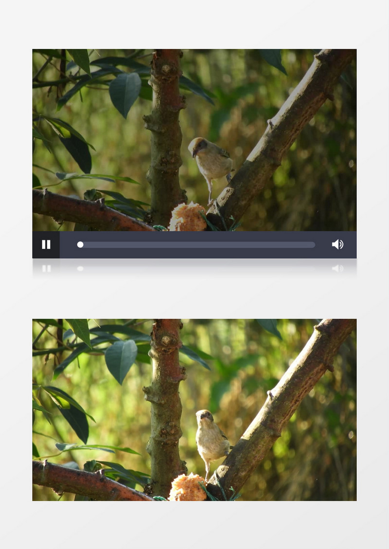 一只小鸟在树杈上觅食实拍视频素材