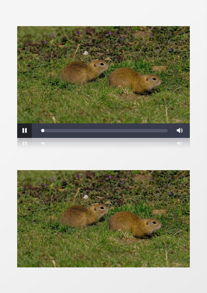 两只松鼠在草地上觅食实拍视频素材