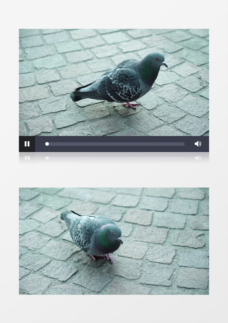 一只岩鸽在地上觅食实拍视频素材