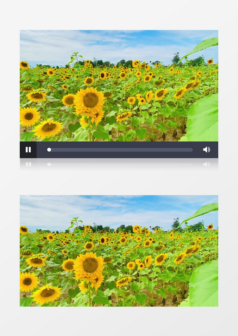 一片向日葵花圃在向阳而生实拍视频素材