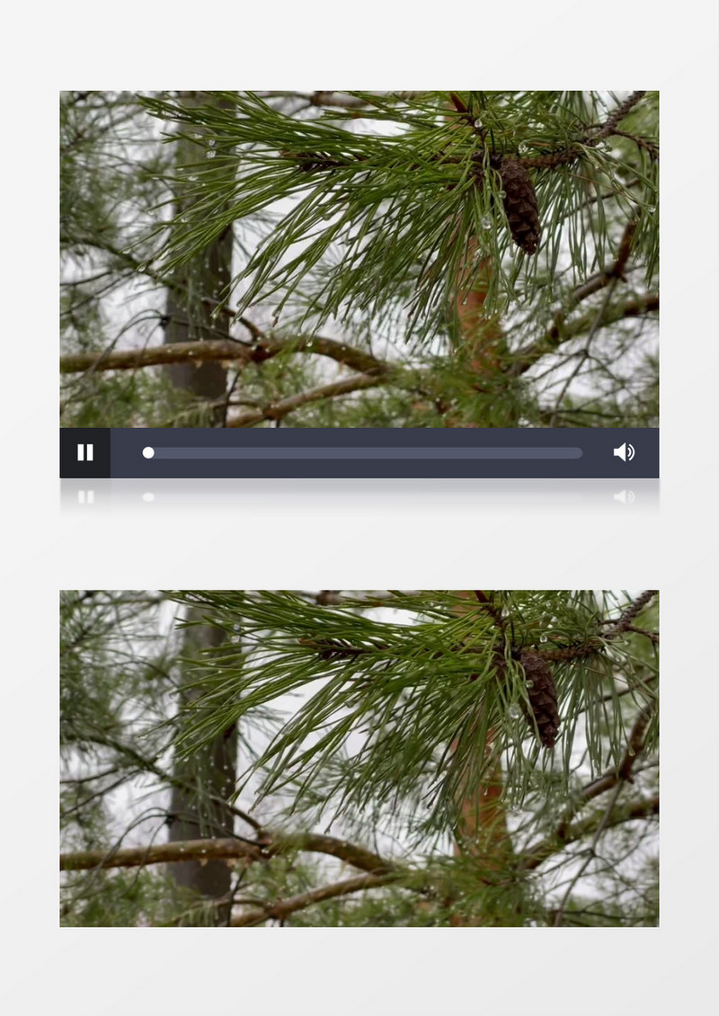 雨中的松针树挂满了雨滴实拍视频素材