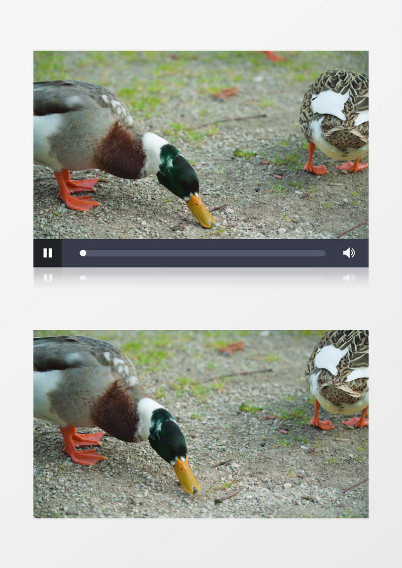 一只鸭子在地上觅食实拍视频素材