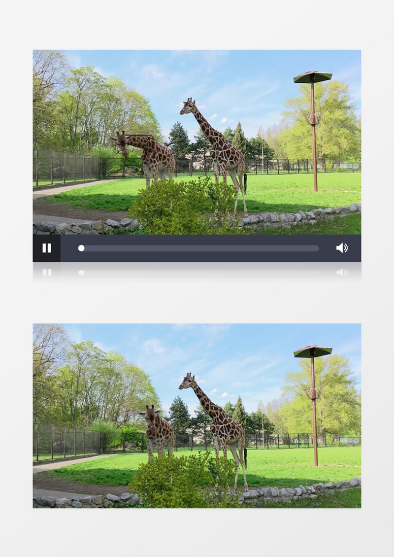 动物园里两只斑马在吃草实拍视频素材