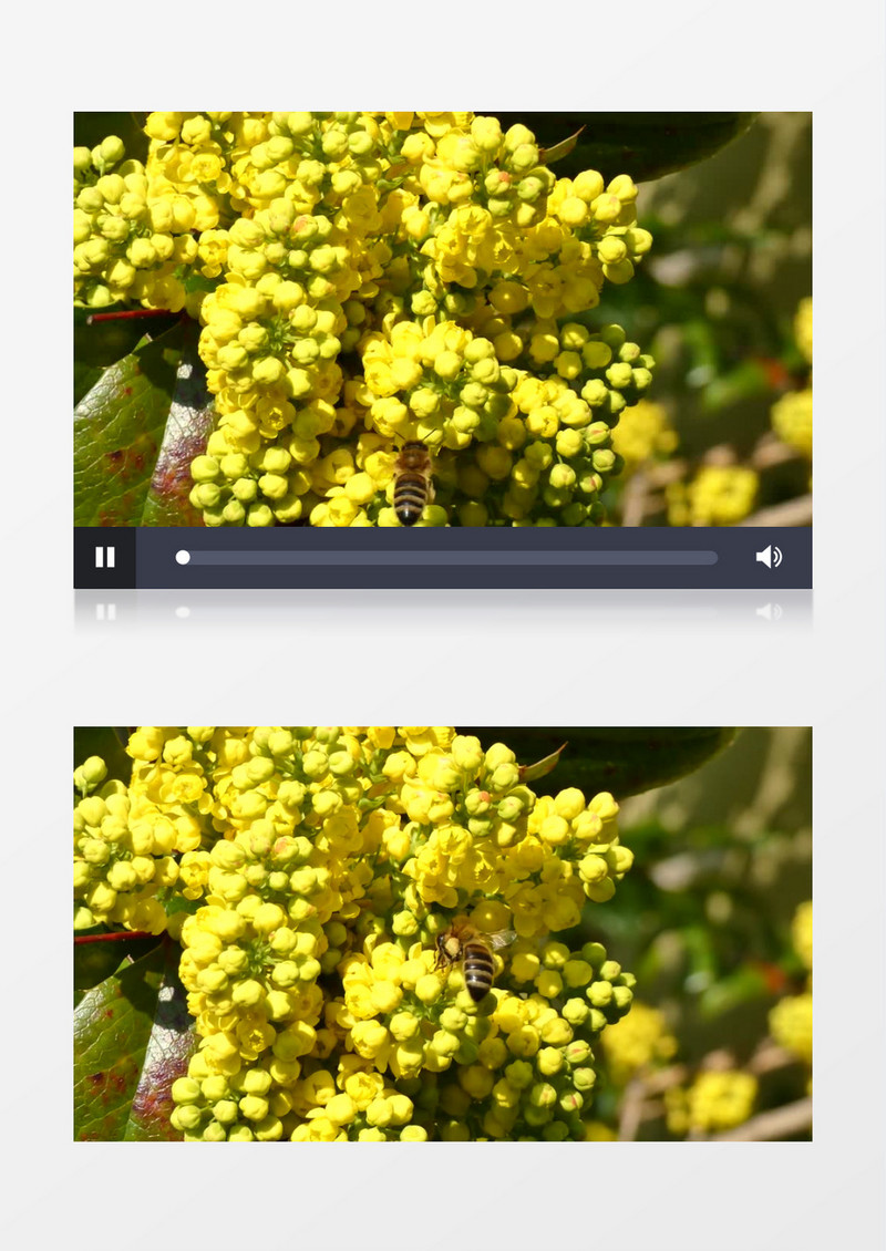 蜜蜂在黄色的花苞里采蜜实拍视频素材