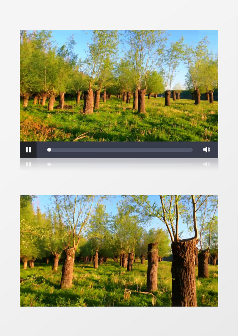 被修剪过的粗壮的树木实拍视频素材