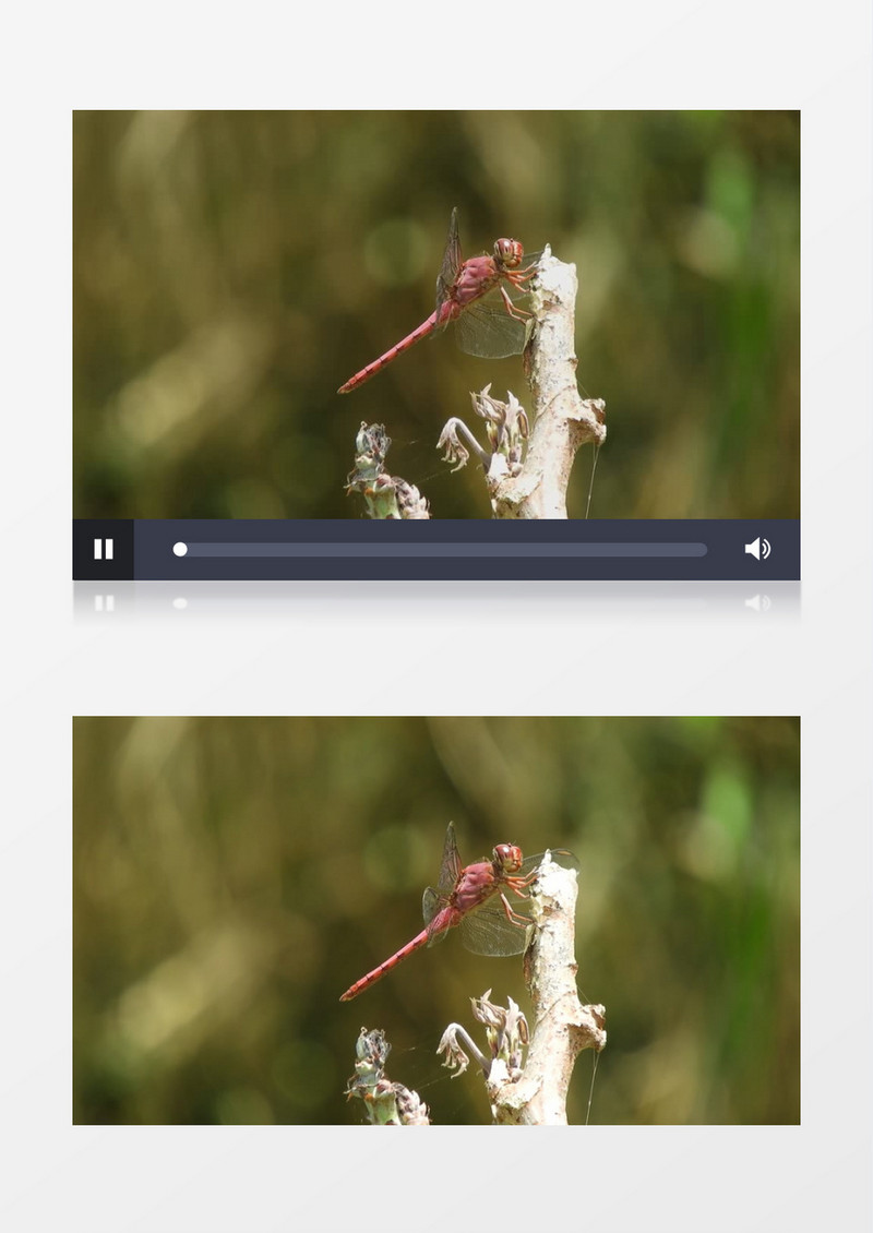 一只蜻蜓站立在枯树枝上实拍视频素材