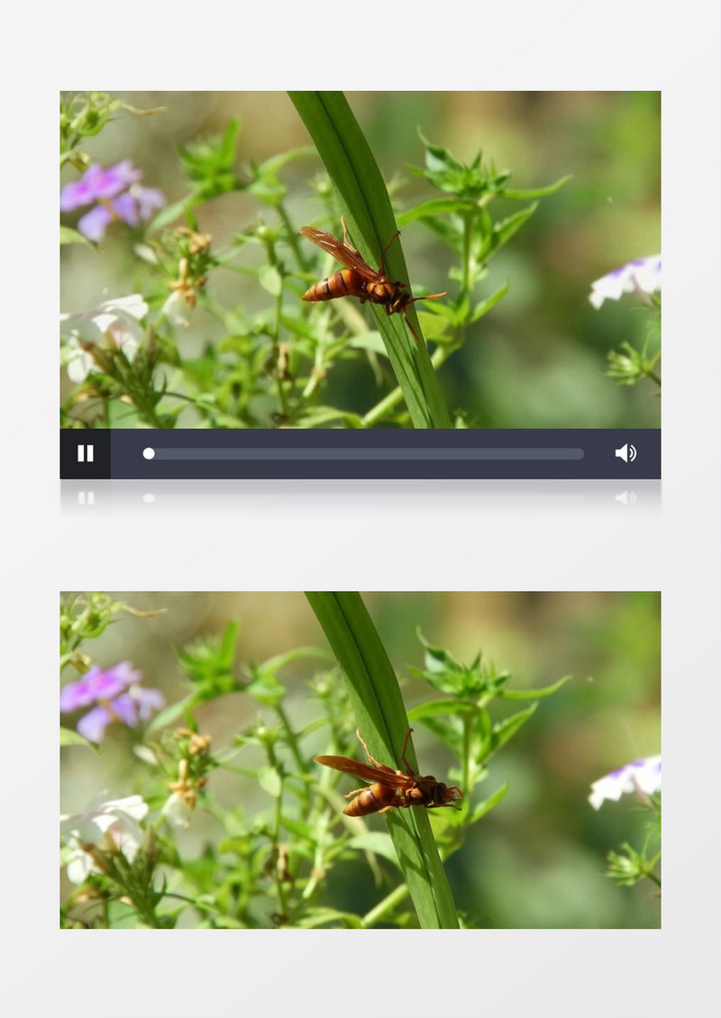 一只蜜蜂在草叶上晃动实拍视频素材