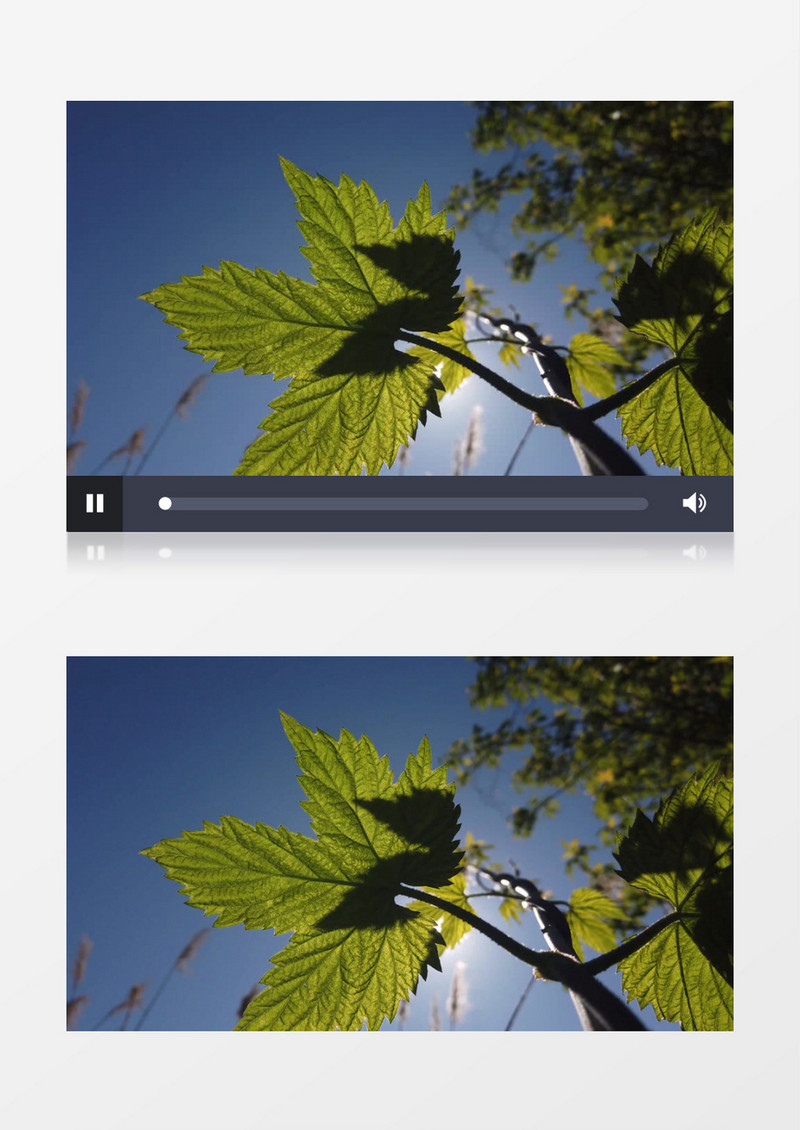 阳光洒落在树叶上行成的剪影实拍视频素材