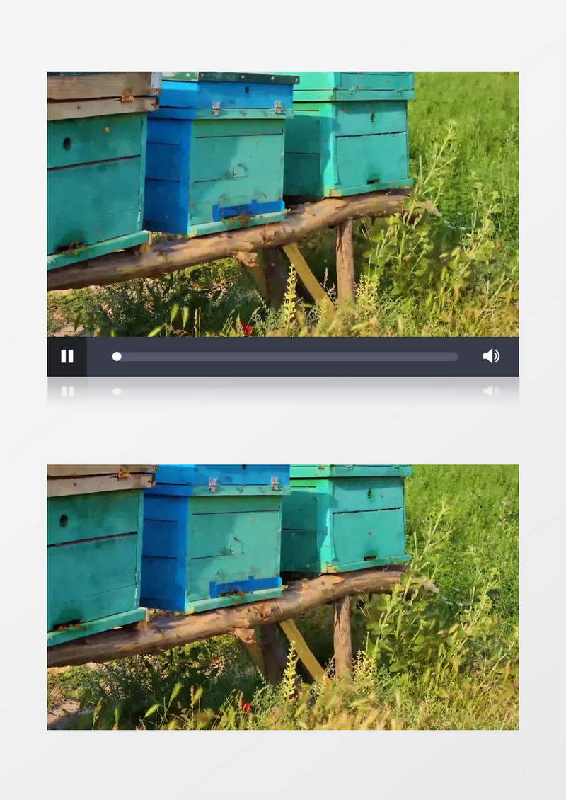 郊外的蜂巢和外出采蜜的蜜蜂实拍视频素材