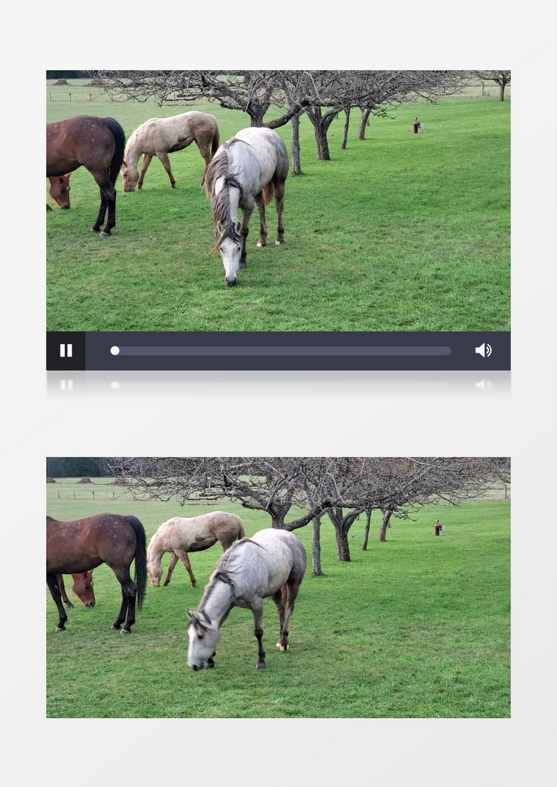 一群马在嫩绿的草地上吃草实拍视频素材