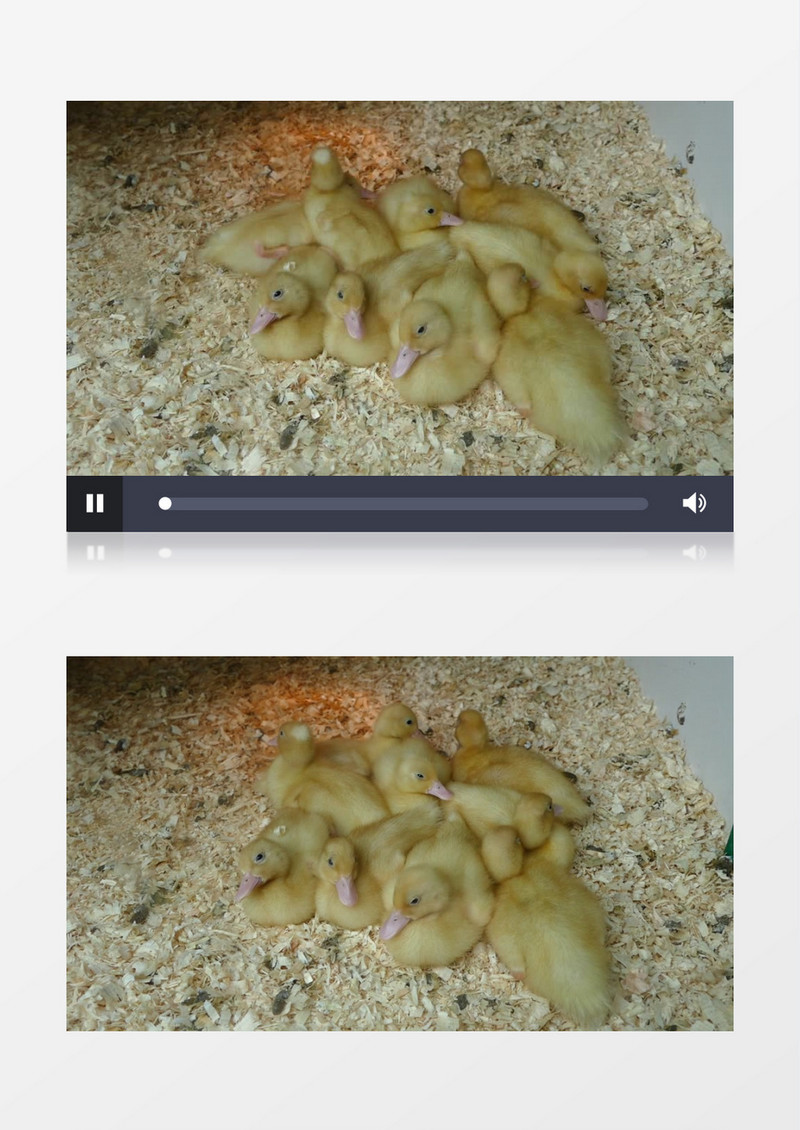 一群小鸭子在啄毛实拍视频素材