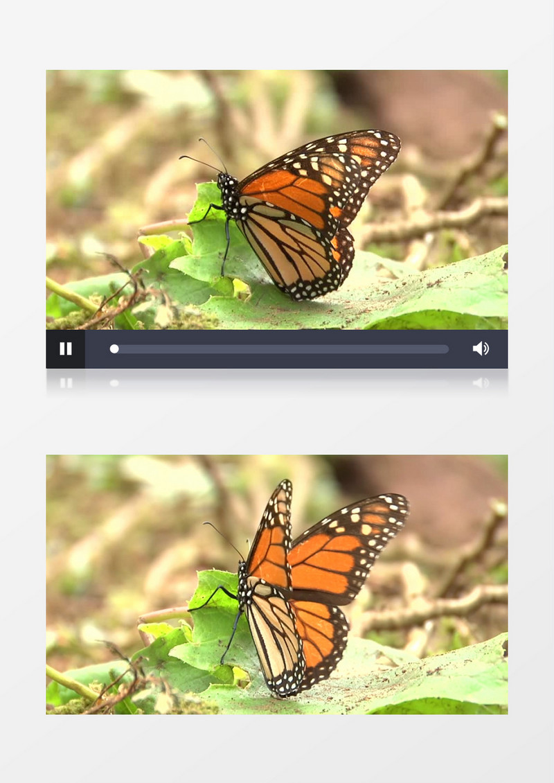 一只蝴蝶在树叶上挥舞着翅膀实拍视频素材
