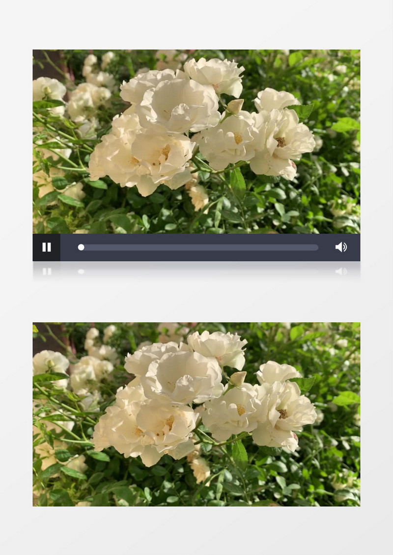 一朵朵白色的花朵绽放在阳光下实拍视频素材