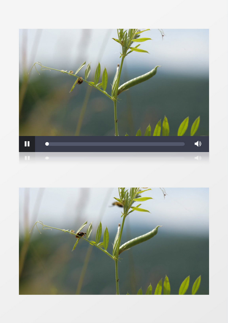 瓢虫落在植物上觅食实拍视频素材