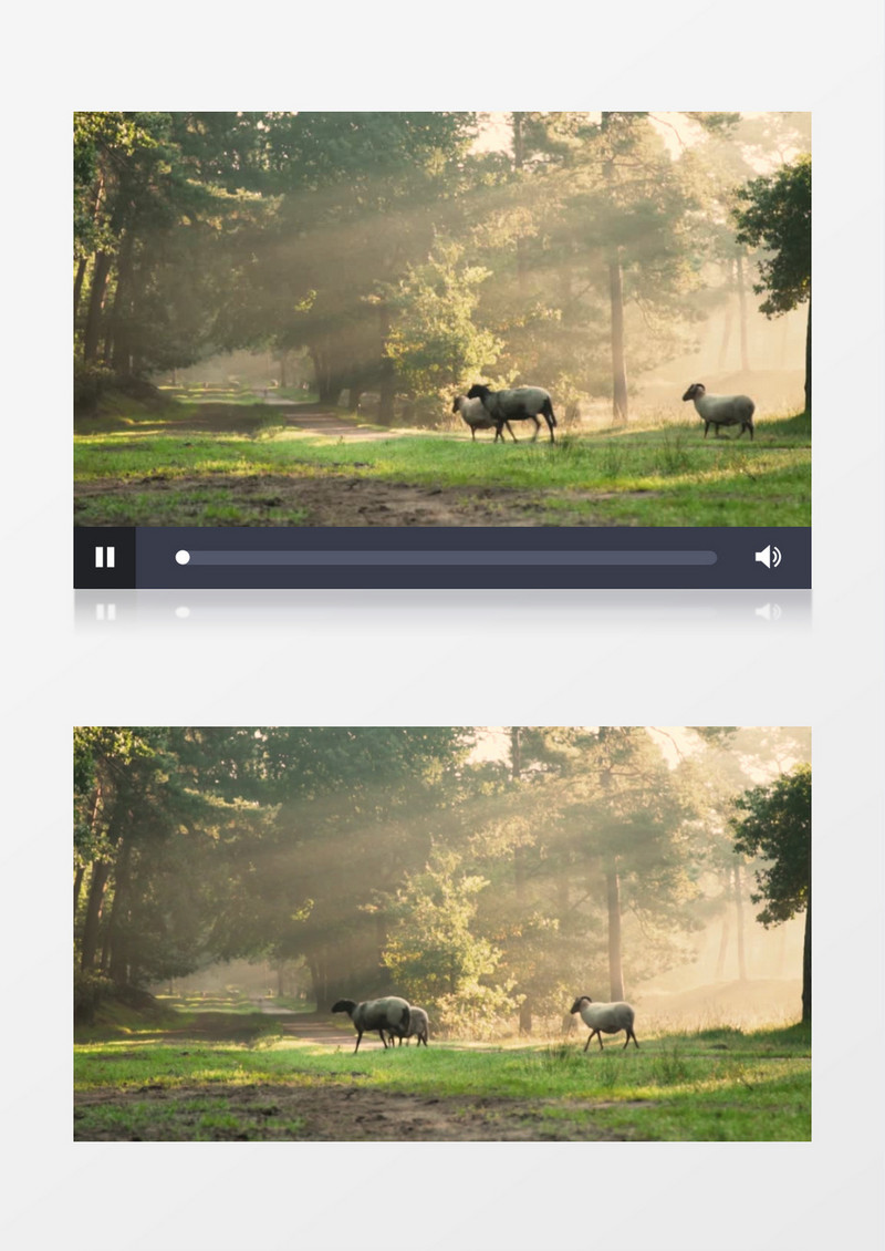 一群羊在郊外的草地上行走实拍视频素材