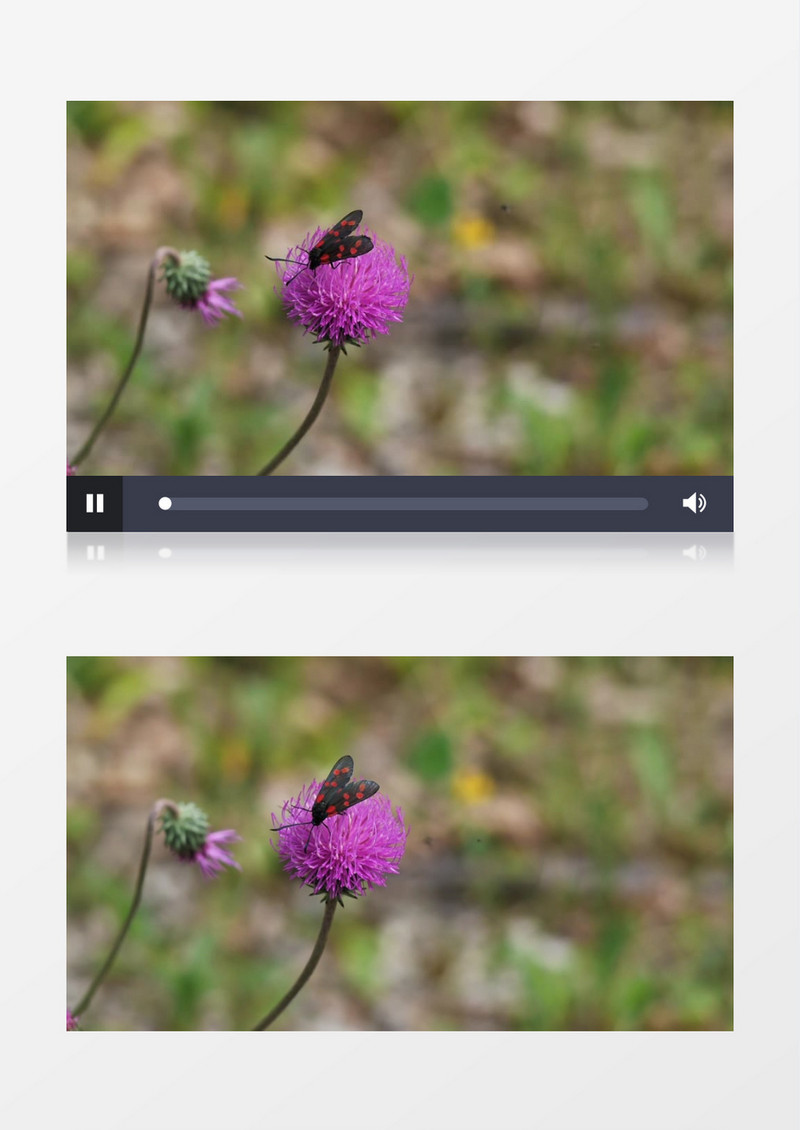 一只蛾子在花朵上觅食实拍视频素材