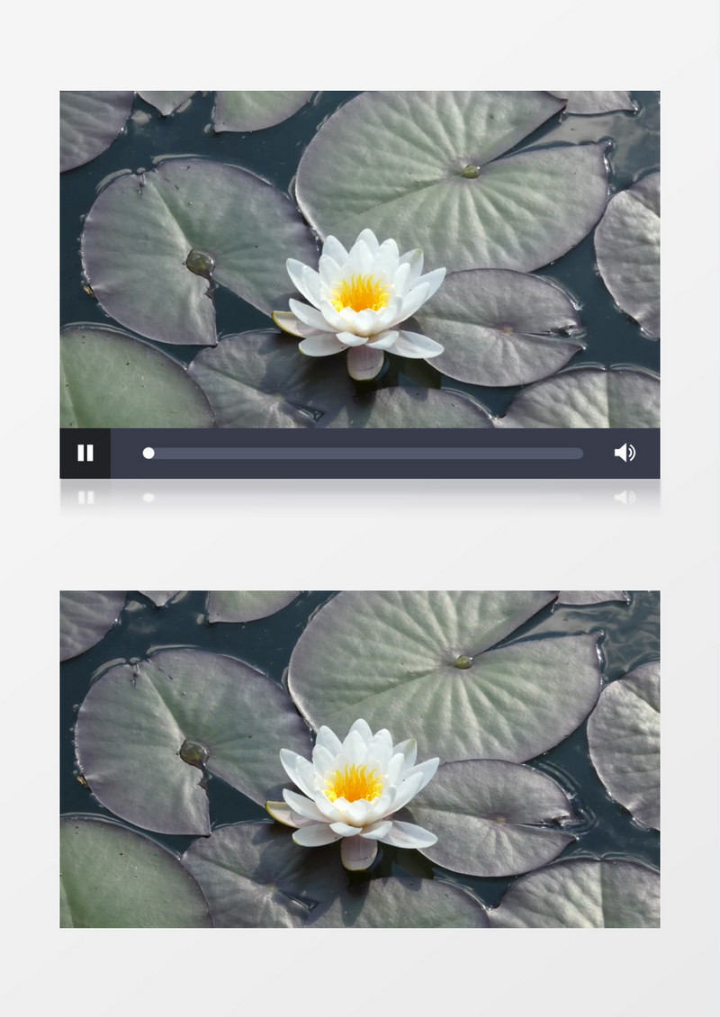一朵白色的莲花盛开在荷叶中间实拍视频素材