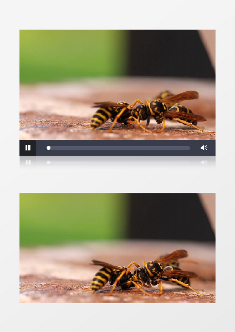 一群蜜蜂在啃食一只小蜜蜂实拍视频素材