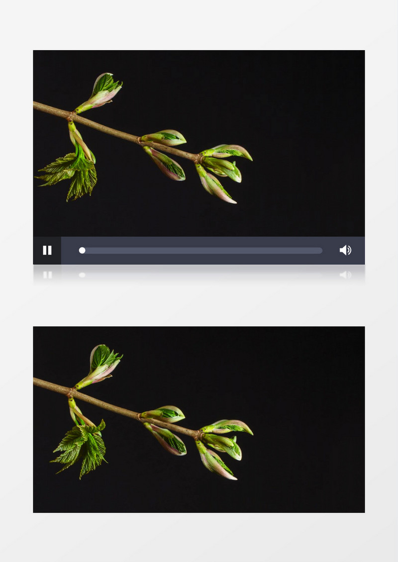 延时拍摄树干抽芽生长的过程实拍视频素材