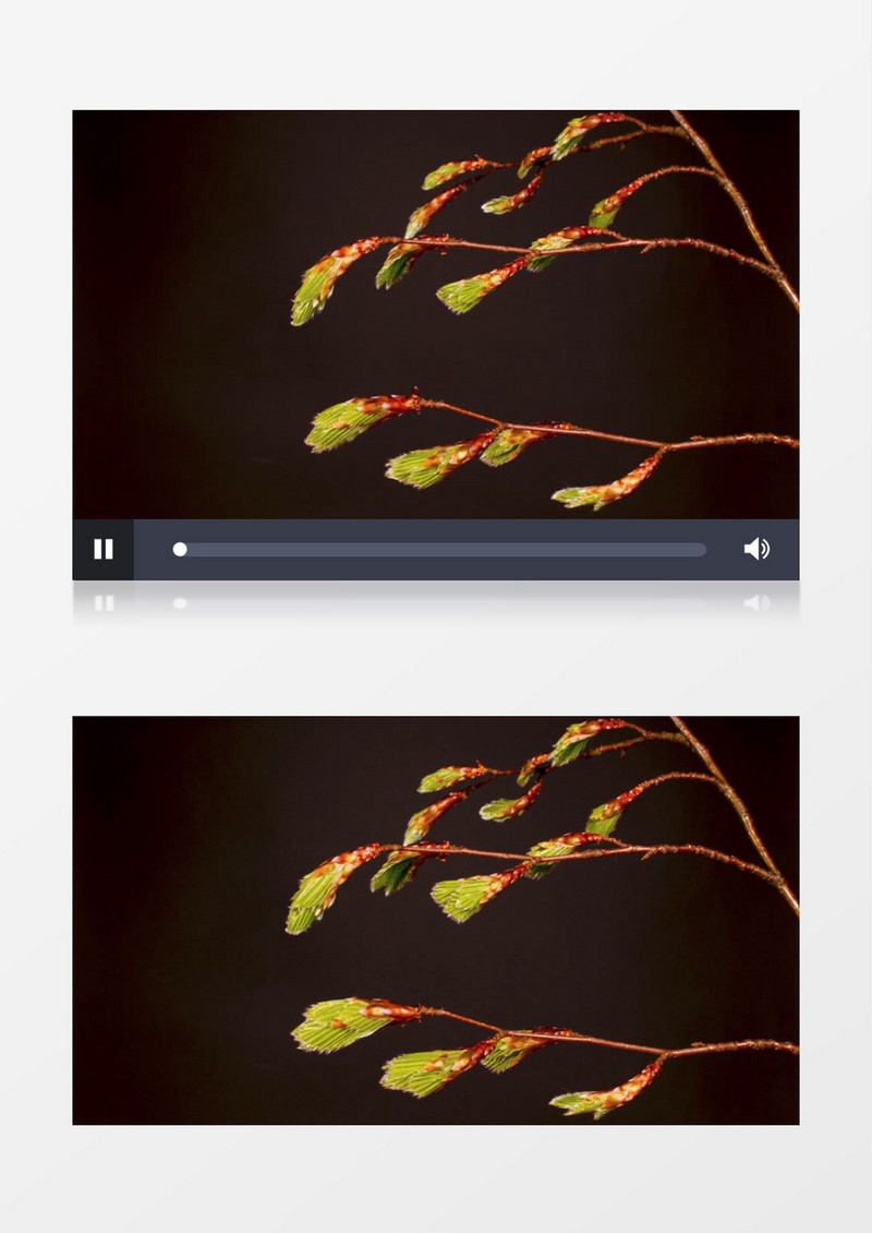 延时拍摄水榆花楸开放的过程实拍视频素材