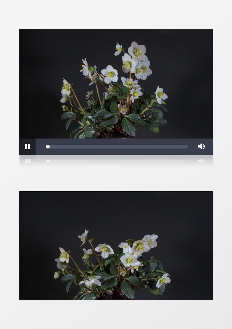延时拍摄菟葵的生长和衰败过程实拍视频素材
