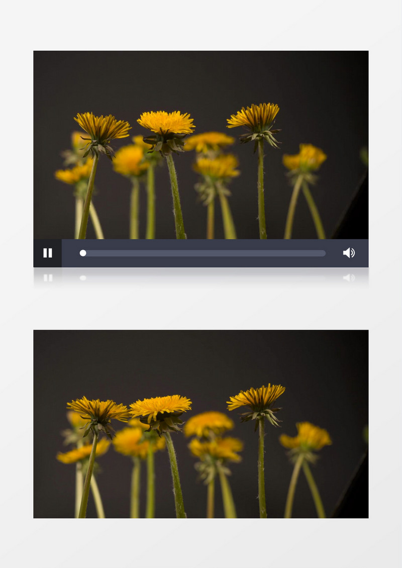 延时拍摄粉蝶花的绽放过程实拍视频素材